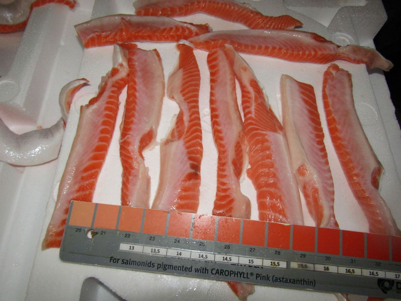 coho-belly-flaps-3-cm-up0-