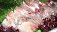 Horse Mackerel