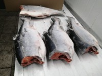 Coho HG.