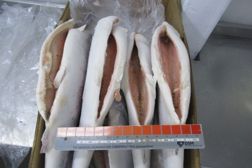 Trout HG and derivatives