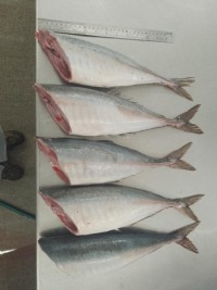 Horse Mackerel HG