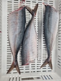 Horse Mackerel HG