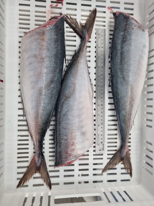 Horse Mackerel HG