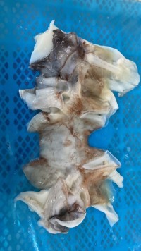 Giant Squid Neck
