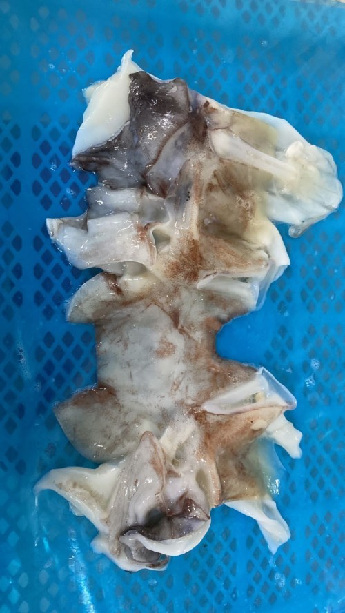 Giant Squid Neck